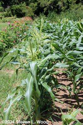 Sweet corn tasselled