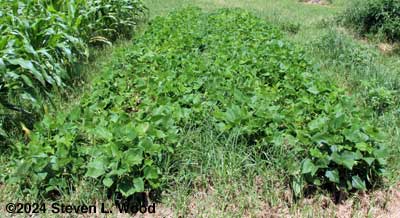 Kidney bean rows