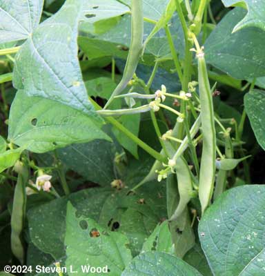Kidney bean plants putting on bean pods