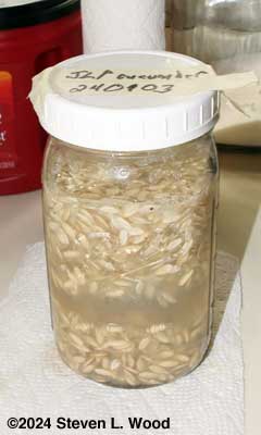 Cucumber seed in jar to ferment