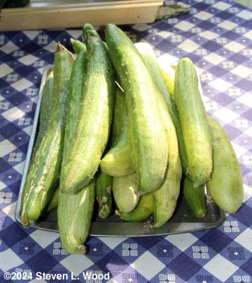Japanese Long Pickling cucumbers
