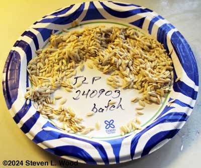cucumber seed drying