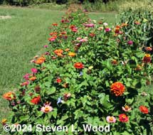 Zinnias