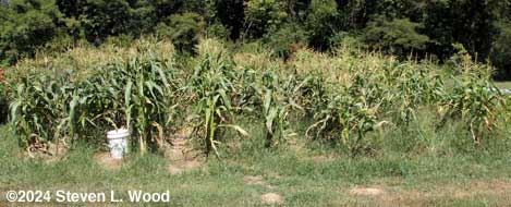 Sweet Corn