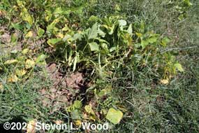 Kidney beans