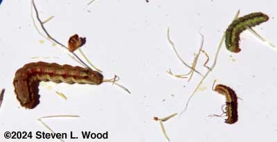 Corn earworms