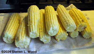 Today's sweet corn, cleaned up