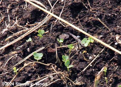 Kale beginning to germinate