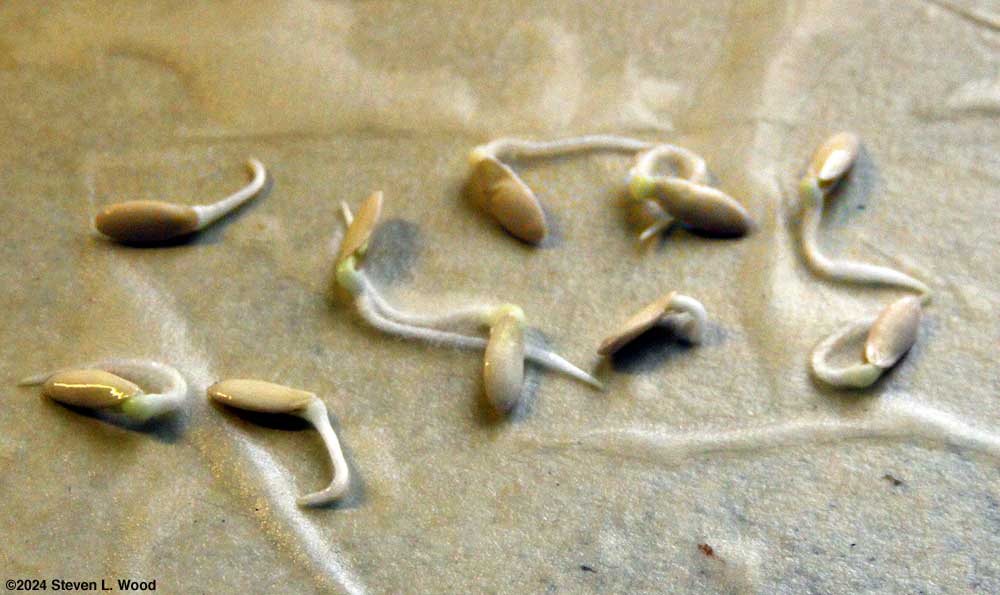 Japanese Long Pickling cucumber seed germination test