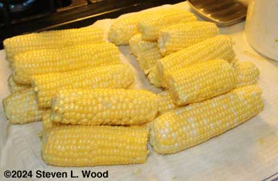 Sweet corn