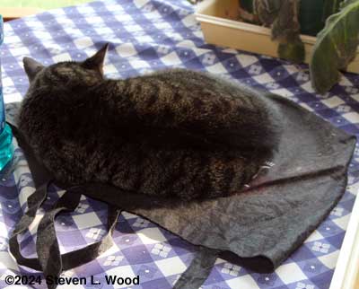 Cat on tote bag
