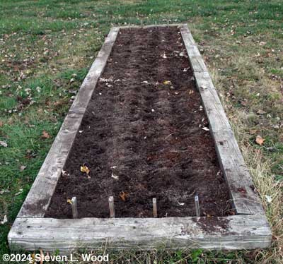 Narrow bed planted to garlic