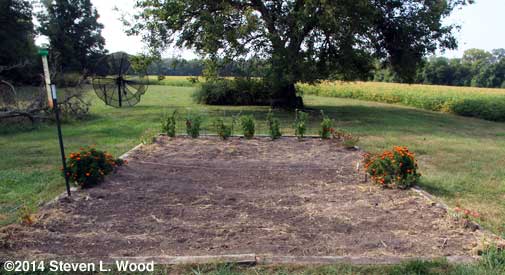 No germination