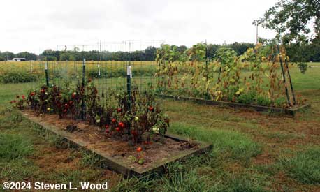 Dying tomato and cucumber plants