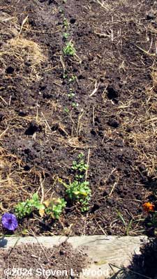 Half row of kale