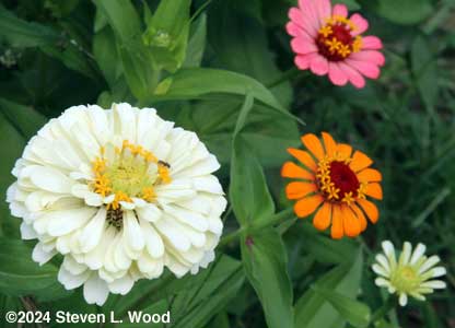 Zinnias