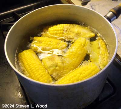 Sweet corn ears boiling