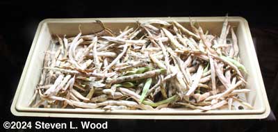 Kidney beans drying