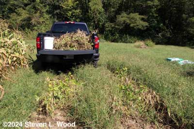 Kidney bean plants in bed of truck