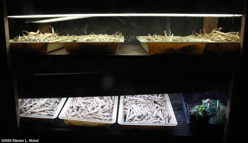 Kidney beans drying under plant lights