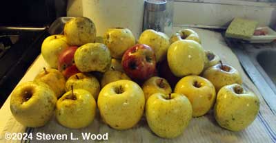 Groundfall apples cleaned