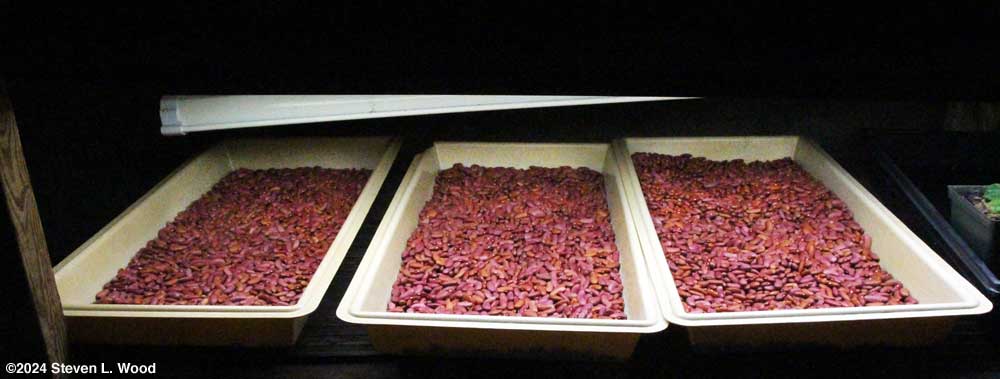 Ten pounds of kidney beans drying