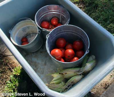 Tomatoes and sweet corn