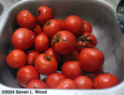 Tomatoes