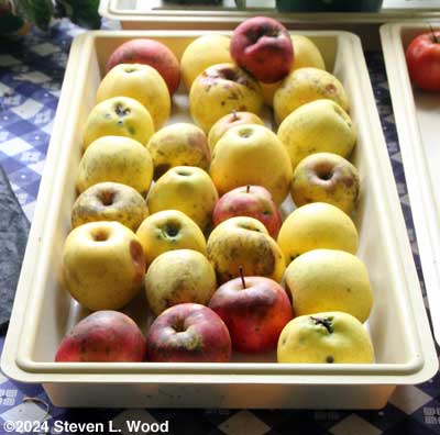 Groundfall apples