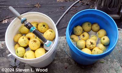 Apples picked today soaking