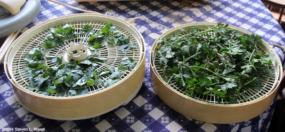 Parsley on dehydrator trays