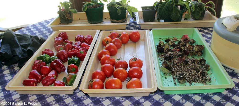 Peppers, tomatoes, and zinnia seed heads