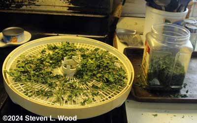 Sltripping parsley leaves off of stalks