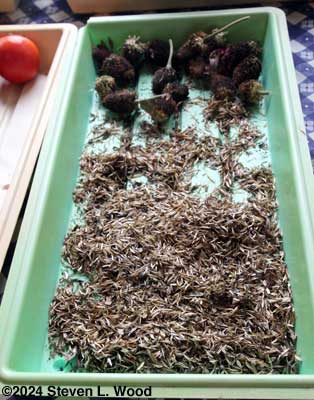 Zinnia seed