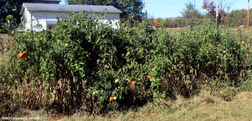Moira and Quinte tomato plants