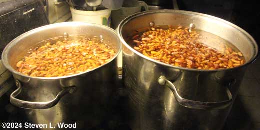 Pots of kidney beans