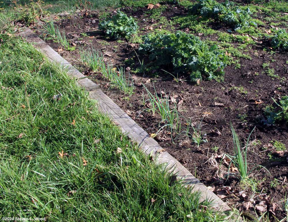 Onions for overwintering