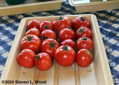 Tomatoes picked on November 11