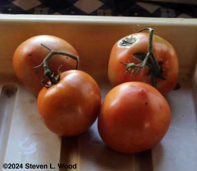 Underripe tomatoes