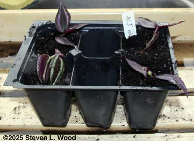 Wandering Jew cuttings potted