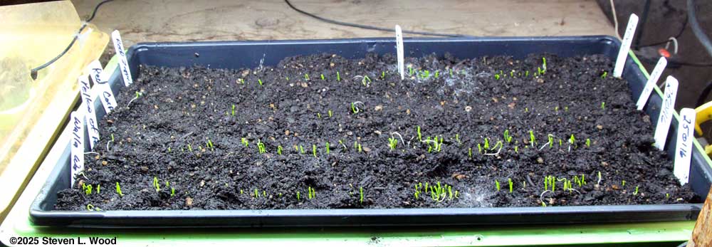 Onions coming up