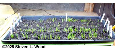 Onions germinated