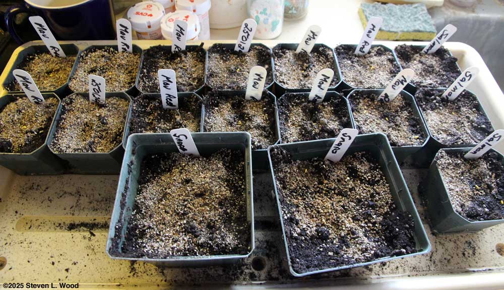 Snapdragons and geeraniums seeded