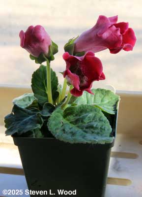 Gloxinia coming into bloom