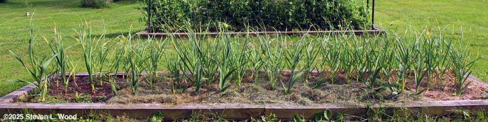 Garlic partially mulched