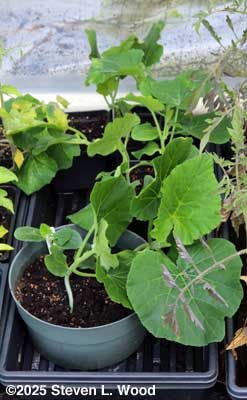 Butternut squash plants under cold frame