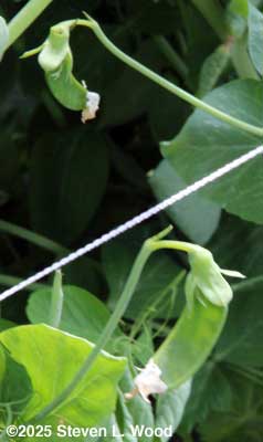 First pea pod spotten and its cousin