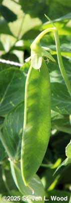 Pod with larger peas showing