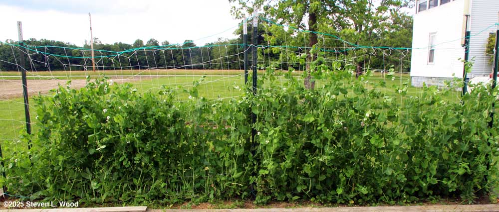 Peas in full bloom