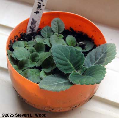 Gloxinias in communal starting pot